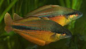 Rainbowfish 