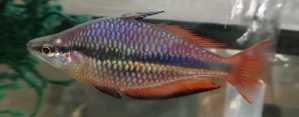Melanotaenia trifasciata Goyder River Rainbowfish