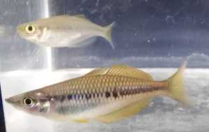 Melanotaenia sikuensis 'Isim' Rainbowfish