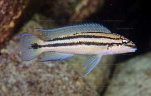 Chalinochromis bifrenatus